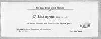 Valsa myricae image